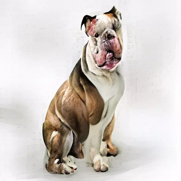 bulldog